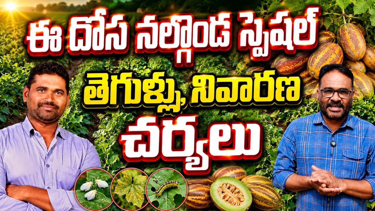 దోస సాగుతో రైతుకు లాభాలు | cucumber farming | bhumiputhra telugu