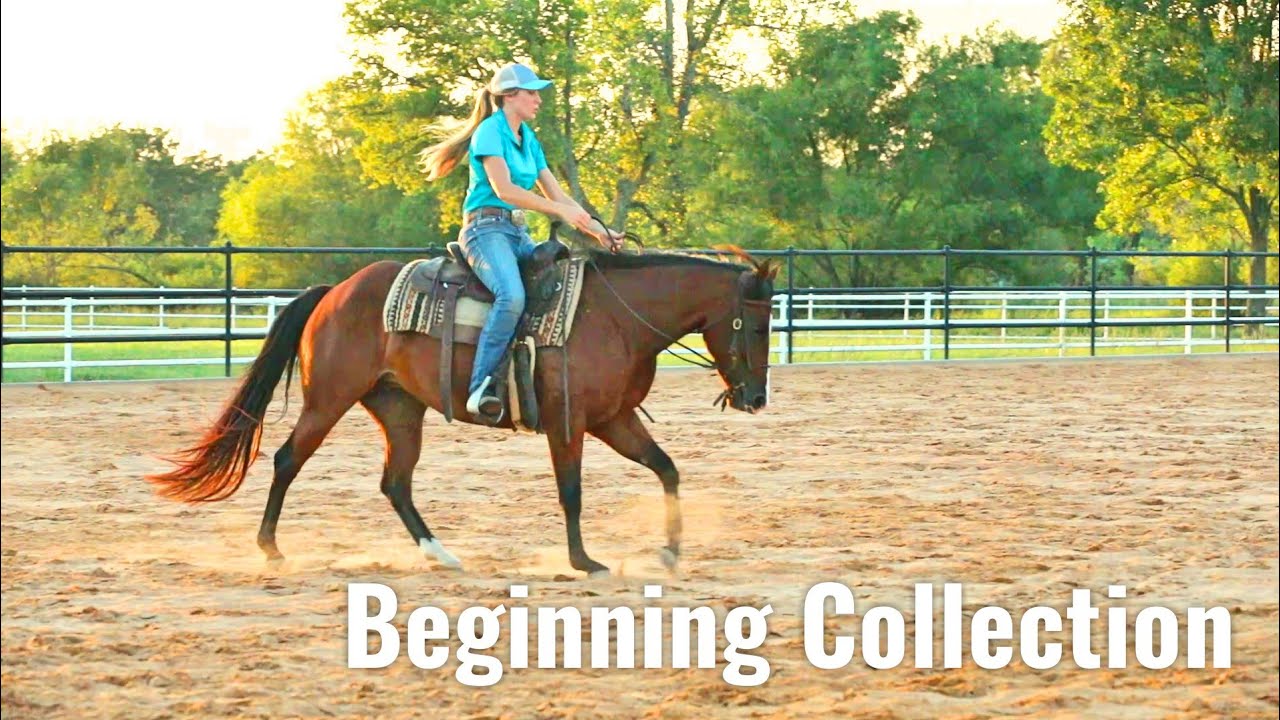 Beginning Collection & Steering - Nala's Journey Part 10 | Colt Starting Series