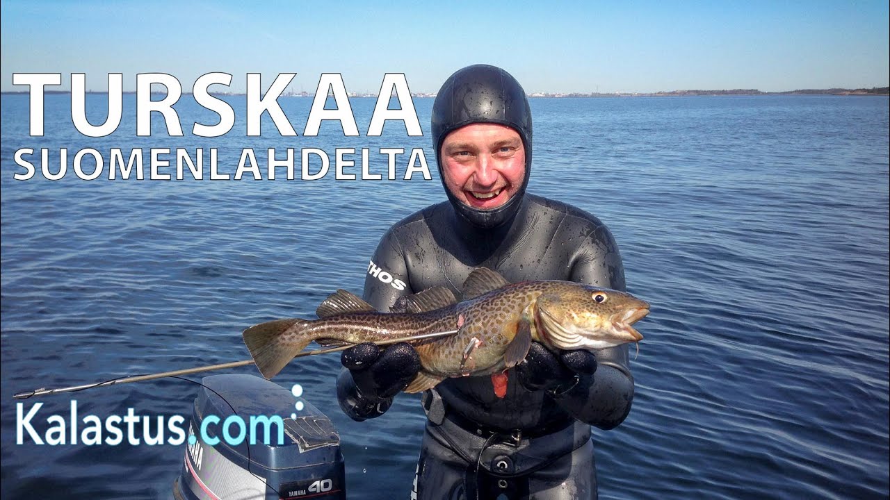 Näin sukelluskalastaja löytää turskan Suomenlahdelta