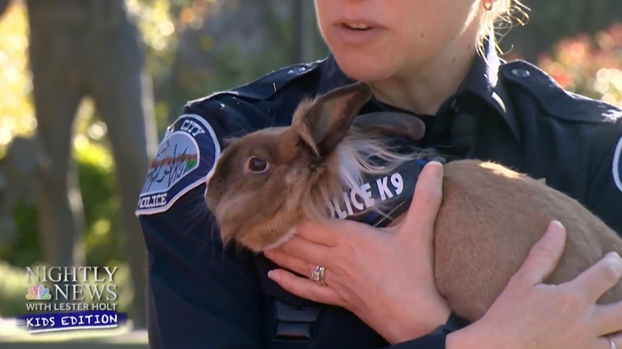 Meet Officer Percy Hops, the newest California police department’s K9 | Nightly News: Kids Edition