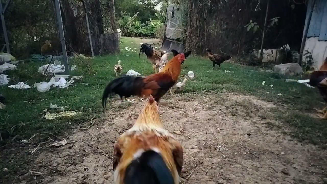 Many chickens are eating delicious rice