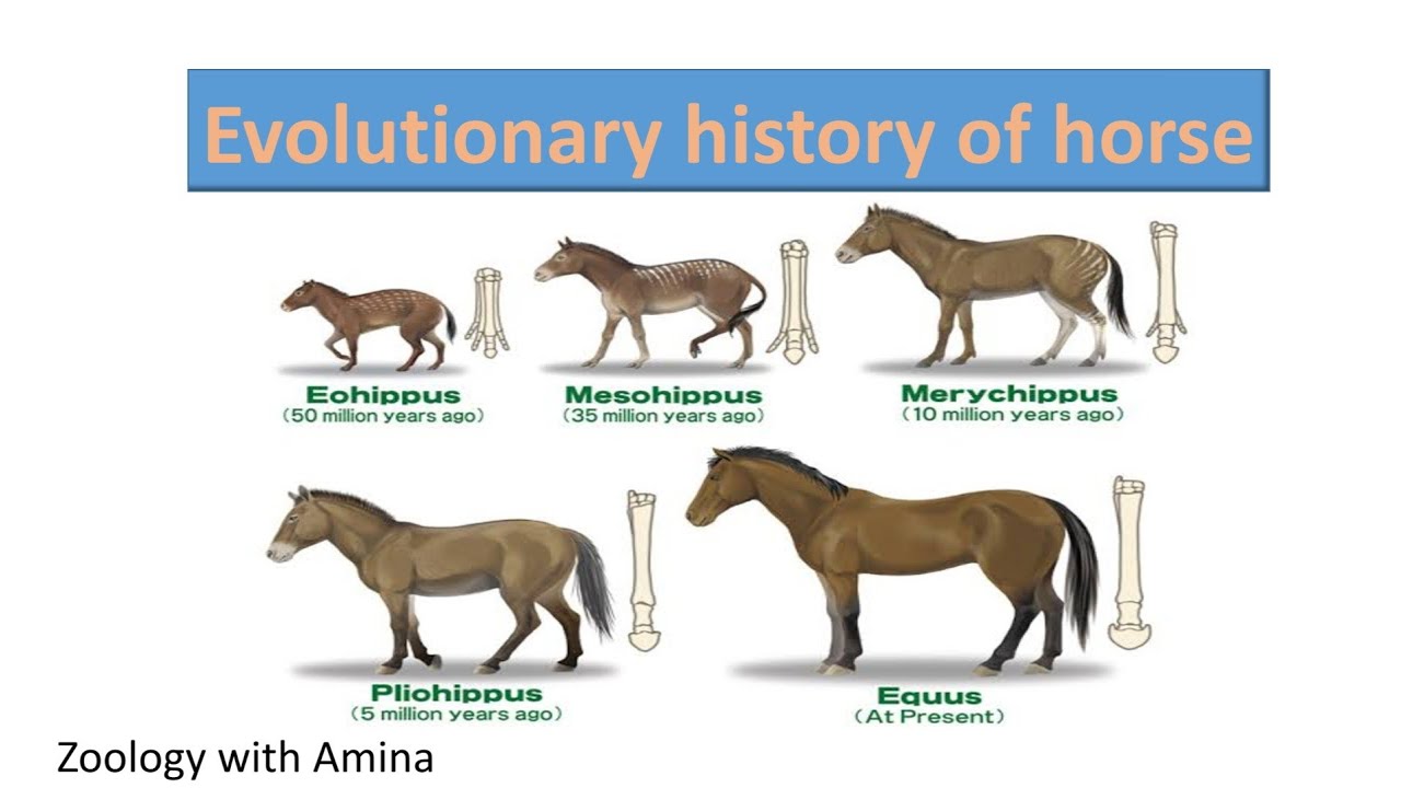 Evolutionary history of horse | @ZoologywithAmina