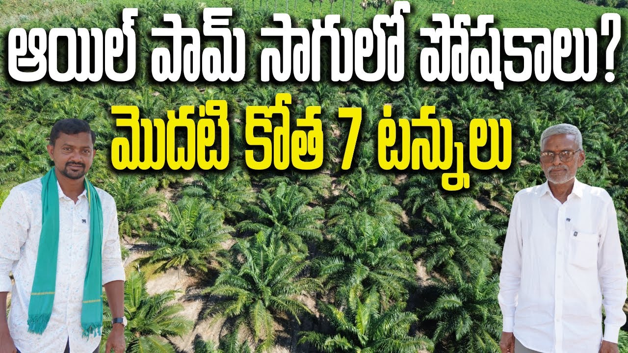 ఆయిల్ పామ్ సాగులో పోషకాల పాత్ర | OilPalm Nutrition Management