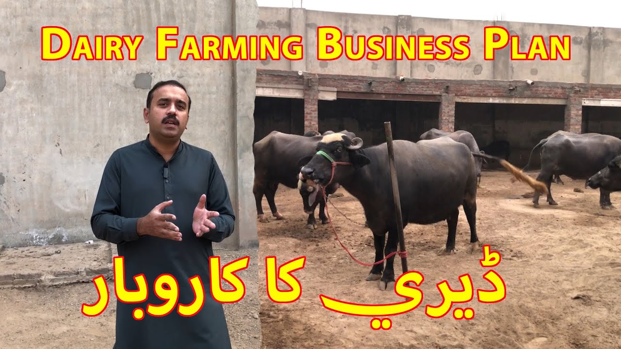Dairy Business in Pakistan | Double Profit in 3 Years 🐃🐃