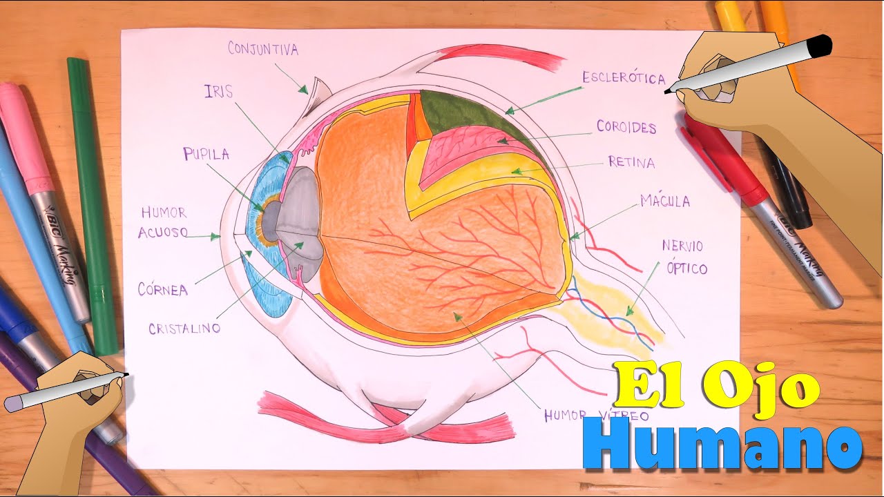 Cómo dibujar el Ojo Humano y sus partes