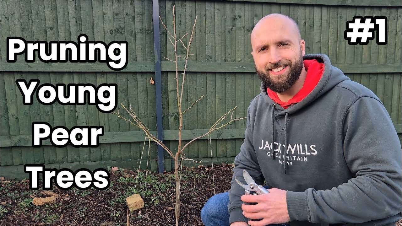 How To Prune Pear Trees (Central Leader)