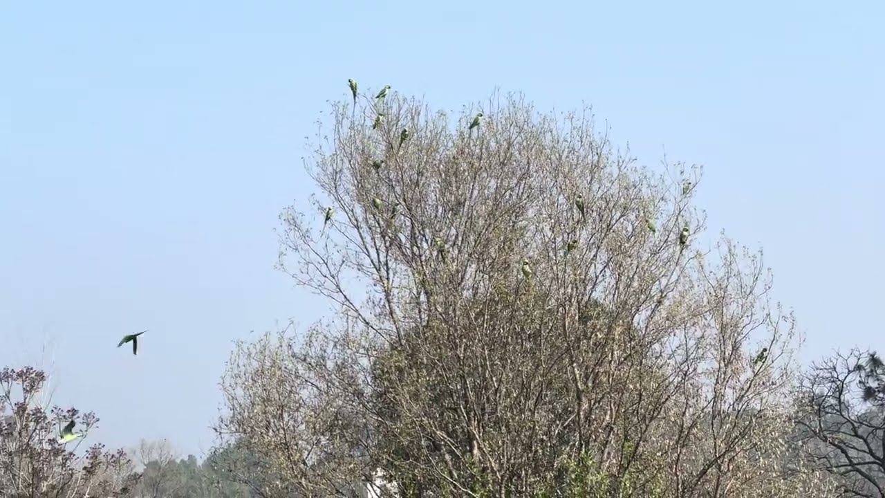 तोते 🦜 ही तोते 🙏🏻🙏🏻