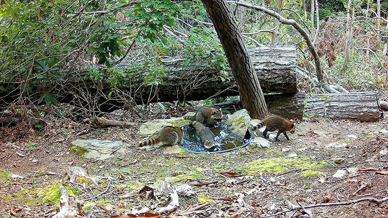 Cute raccoon kids like my water hole.