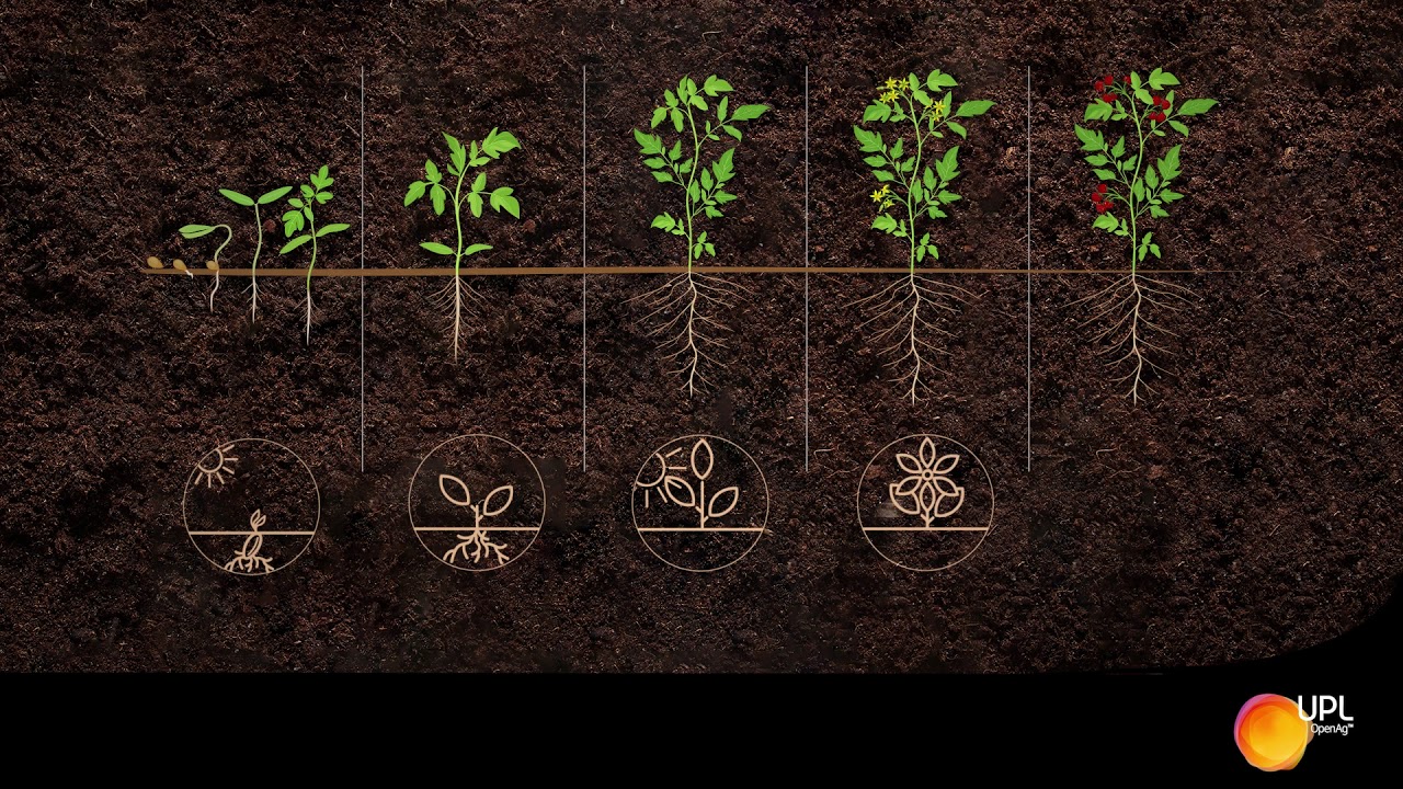 How Crop Protection Services And BioSolutions Make A Difference | UPL