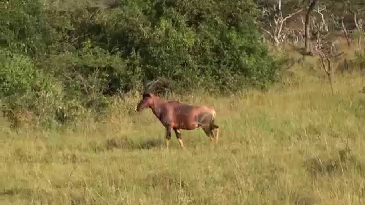The Topi: The Fastest Antelope