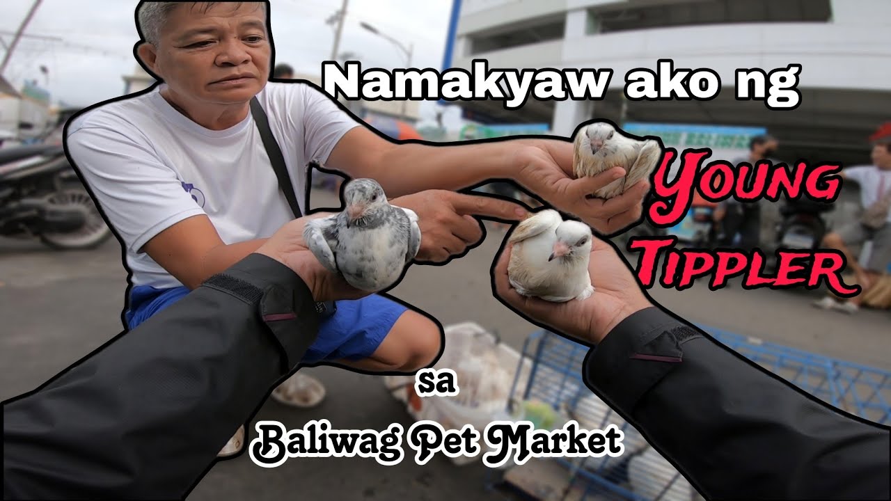 Kalapate at iba pang Alagang hayop sa Baliwag Pet Market harap ng SM BALIWAG - Tippler Young birds