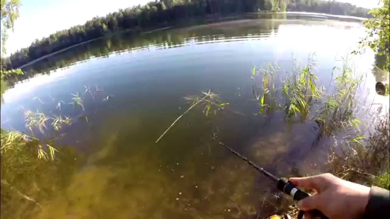 Окунь на воблер Pontoon 21 Crackjack 58