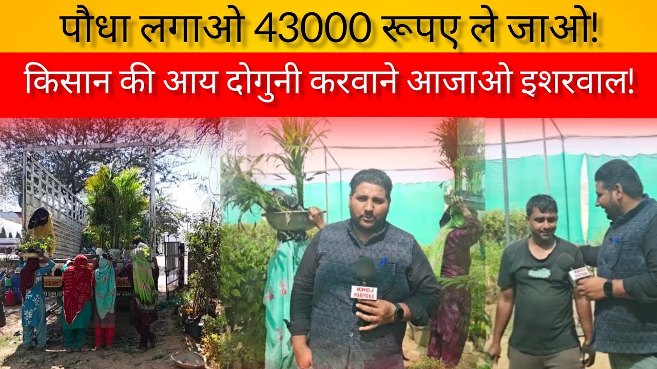 किसान की आय दोगुनी करवाने आजाओ इशरवाल!पौधा लगाओ 43000 रूपए ले जाओ!KHOJ HARIYANA KI
