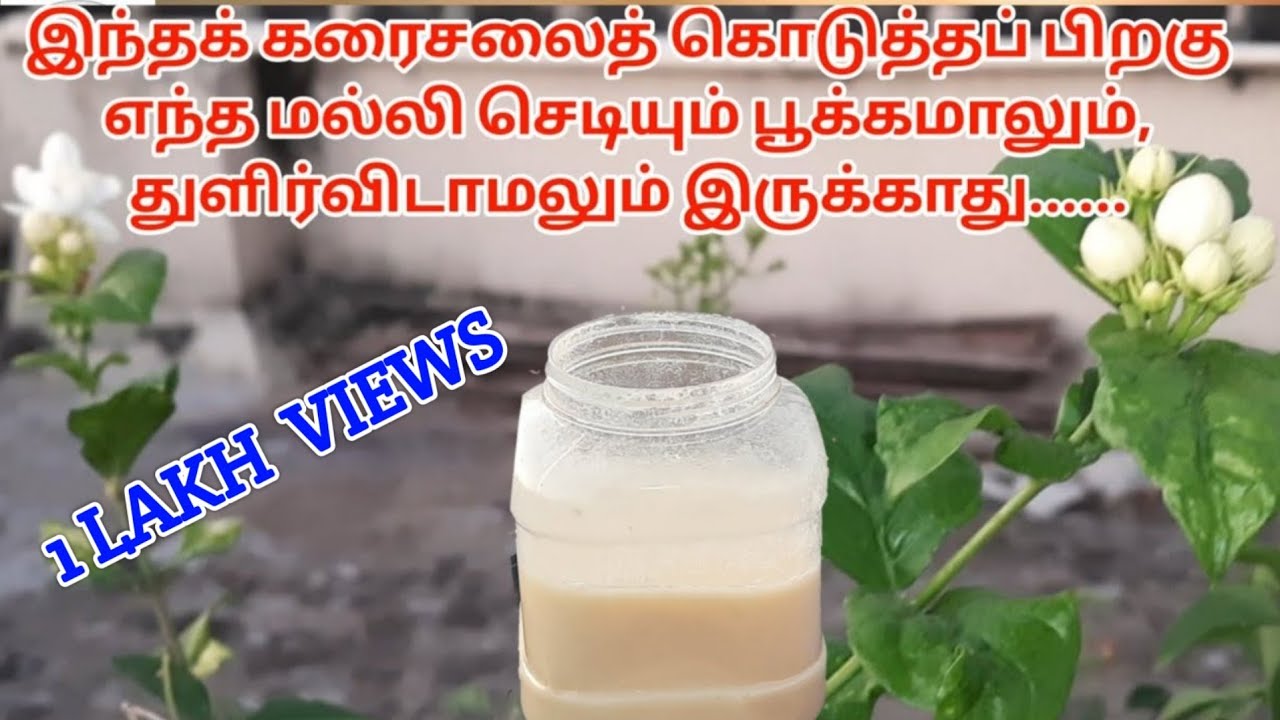 இந்தக் கரைசலைத் கொடுத்தப் பிறகு எந்த மல்லி செடியும் பூக்கமாலும், துளிர்விடாமலும் இருக்காது......