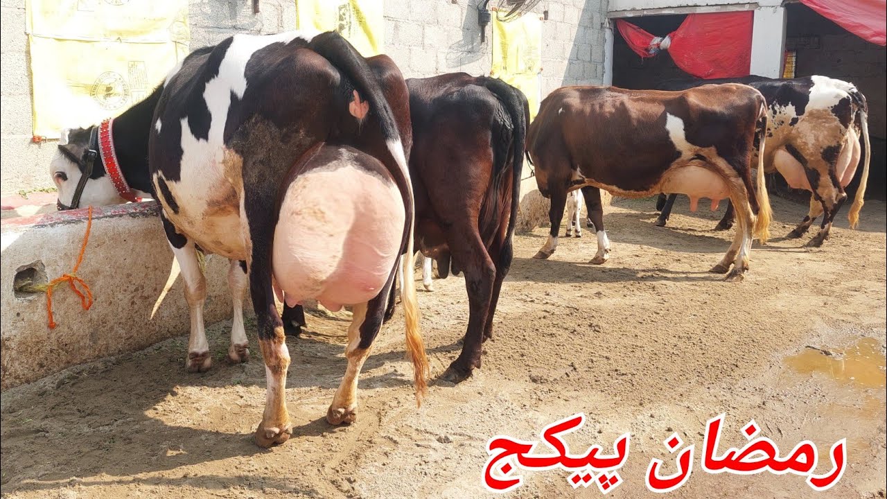 مدثر اقبال گجرساب لکھو 5 گائیں برائے فروخت 19 فروری 2026 karnana channel