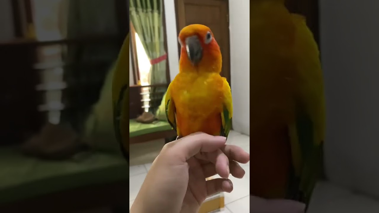 SUN CONURE BURUNG PARUH BENGKOK SEJUTA UMAT