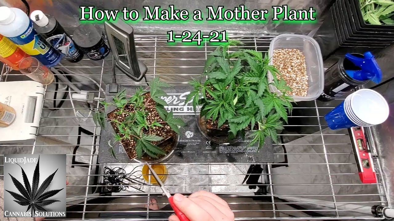 How to Make a Mother Plant 1-24-21