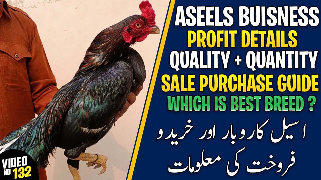 aseel hen farming in pakistan | aseel murga business in pakistan | aseel business in pakistan