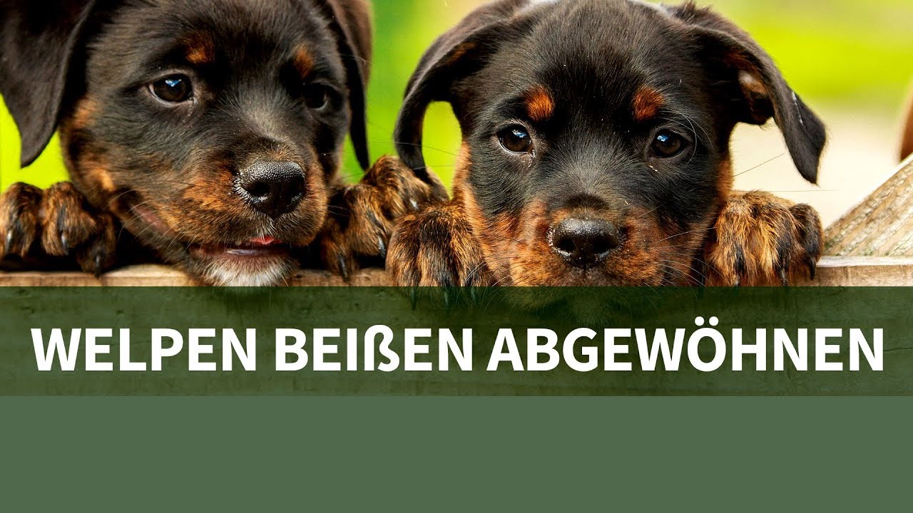 Welpen beißen abgewöhnen ► Wie gewöhne ich meinem Welpen das beißen ab ► Beißhemmung Welpe