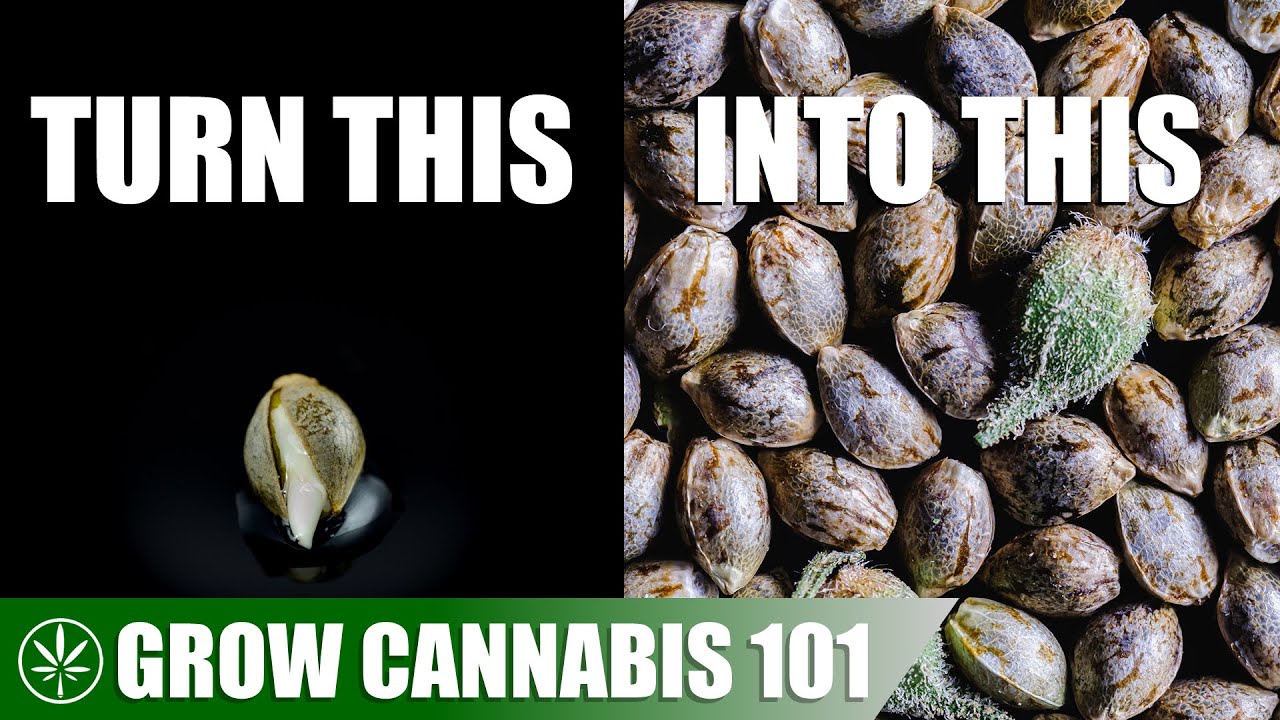Making Femenized Seeds with One Femenized Plant