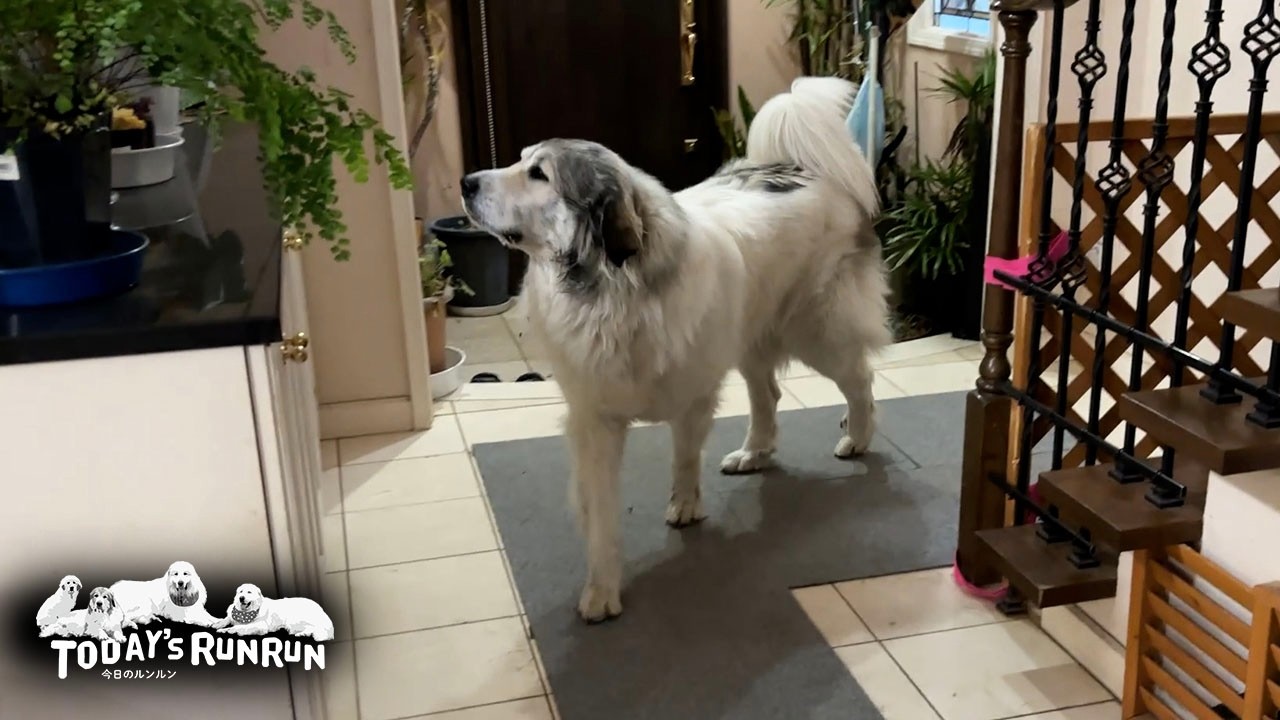 一刻も早く散歩へ行きたくてピーピー泣いてしまうベルです　Great Pyrenees　グレートピレニーズ