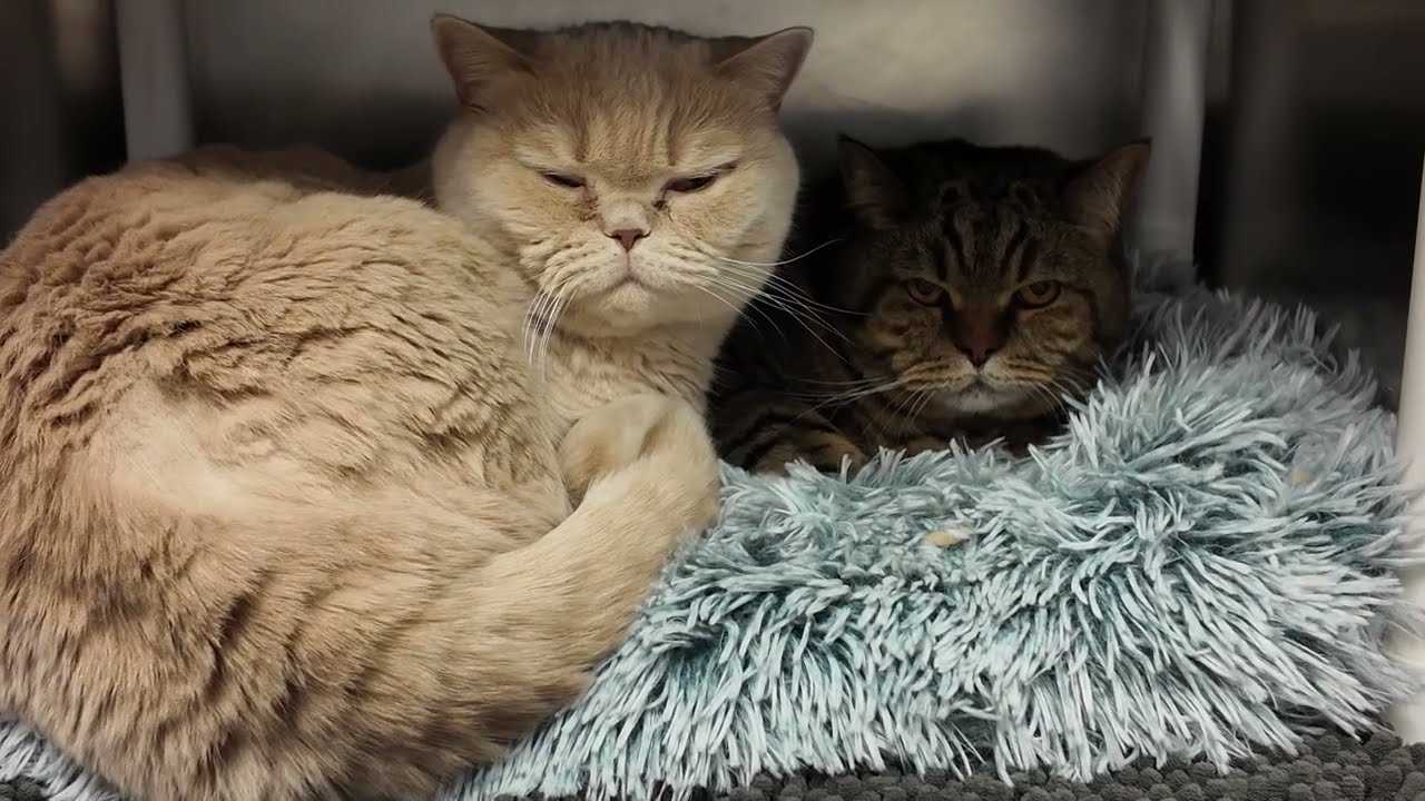 Churchill and Pippa