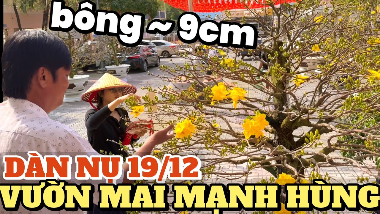 Giật mình dàn nụ bông gần 10cm Mạnh Hùng trưng dàn mai khủng ở Uỷ Ban Bầu Cử Xã Đại Phước Nhơn Trạch