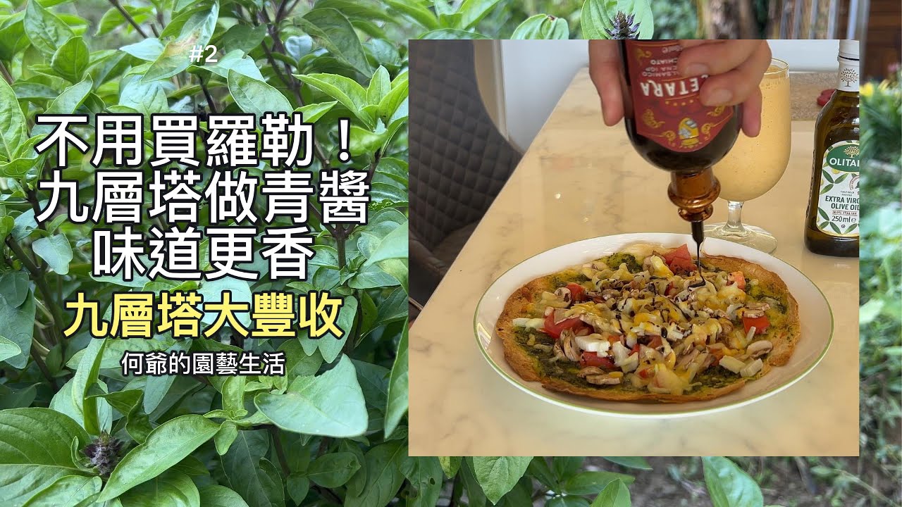 菜園的義大利風味：從種植到餐桌，自製新鮮青醬 🌱    九層塔大豐收！做成超濃郁青醬 Pizza。    不用買羅勒！用九層塔做青醬，味道真香。 _ 何爺的園藝生活（39）