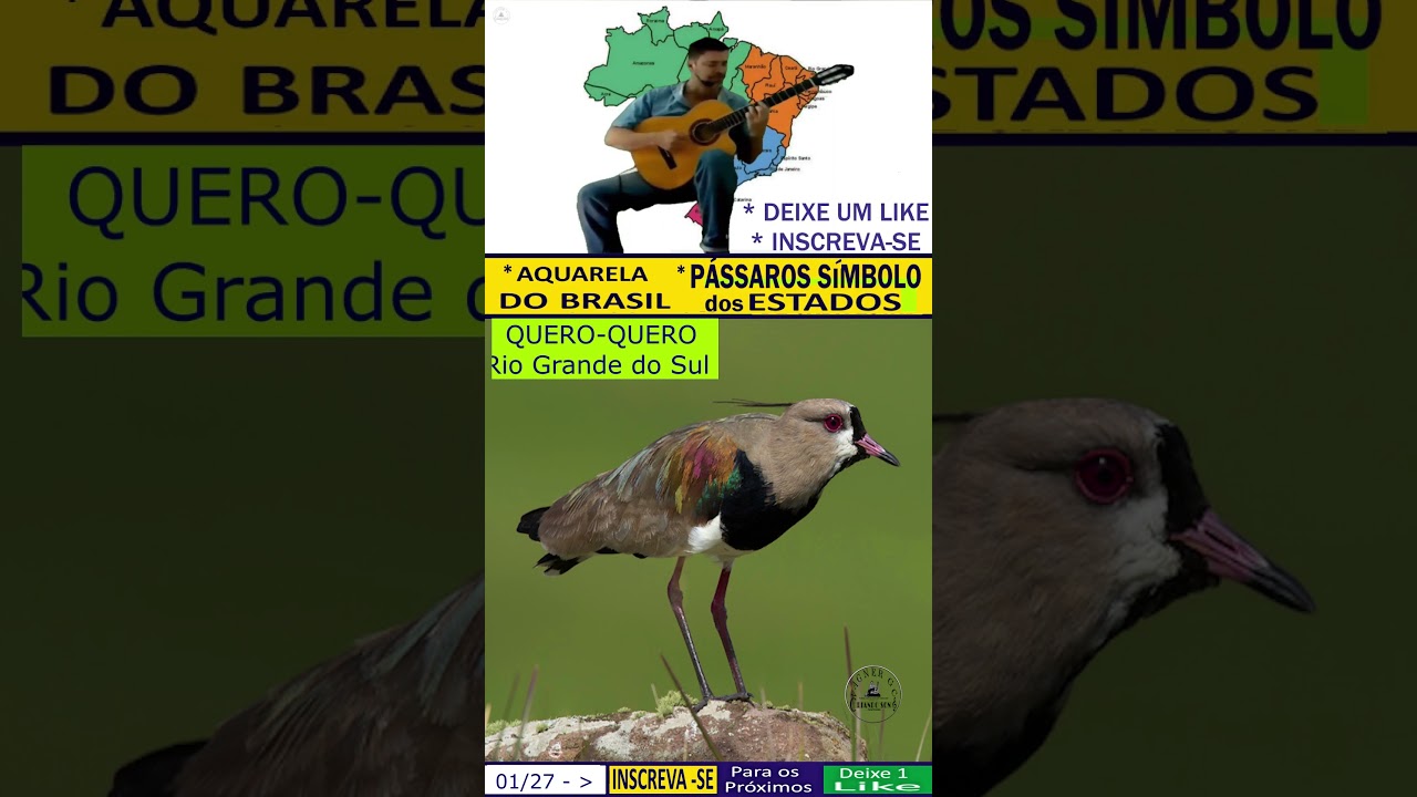 AQUARELA DO BRASIL no viol&atilde;o e  P&aacute;ssaros S&iacute;mbolo dos Estados da regi&atilde;o Sul#shree