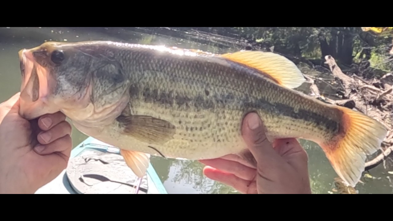 An insanely good day on the creek, caught (2) 18.5