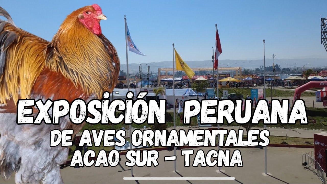Exposición de Gallinas Ornamentales - ACAO-SUR - Tacna Perú