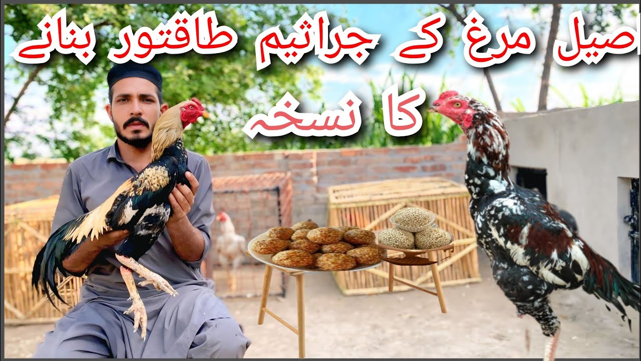 اصیل مرغ کے جراسیم مضبوط کریں، نار بچوں کی ریشو بہتر بنائیںAseel Murgh Weak Germs Ilaj