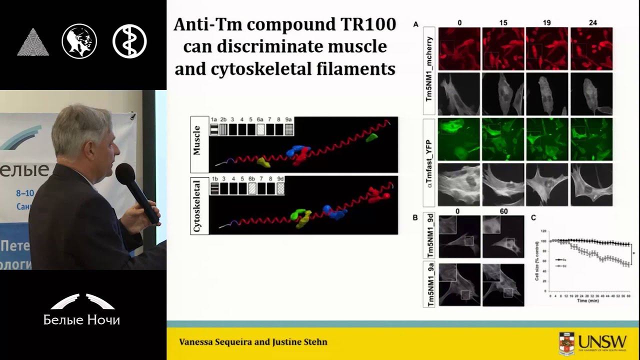 Tropomyosin: The path from cell architecture and signaling to cancer therapy