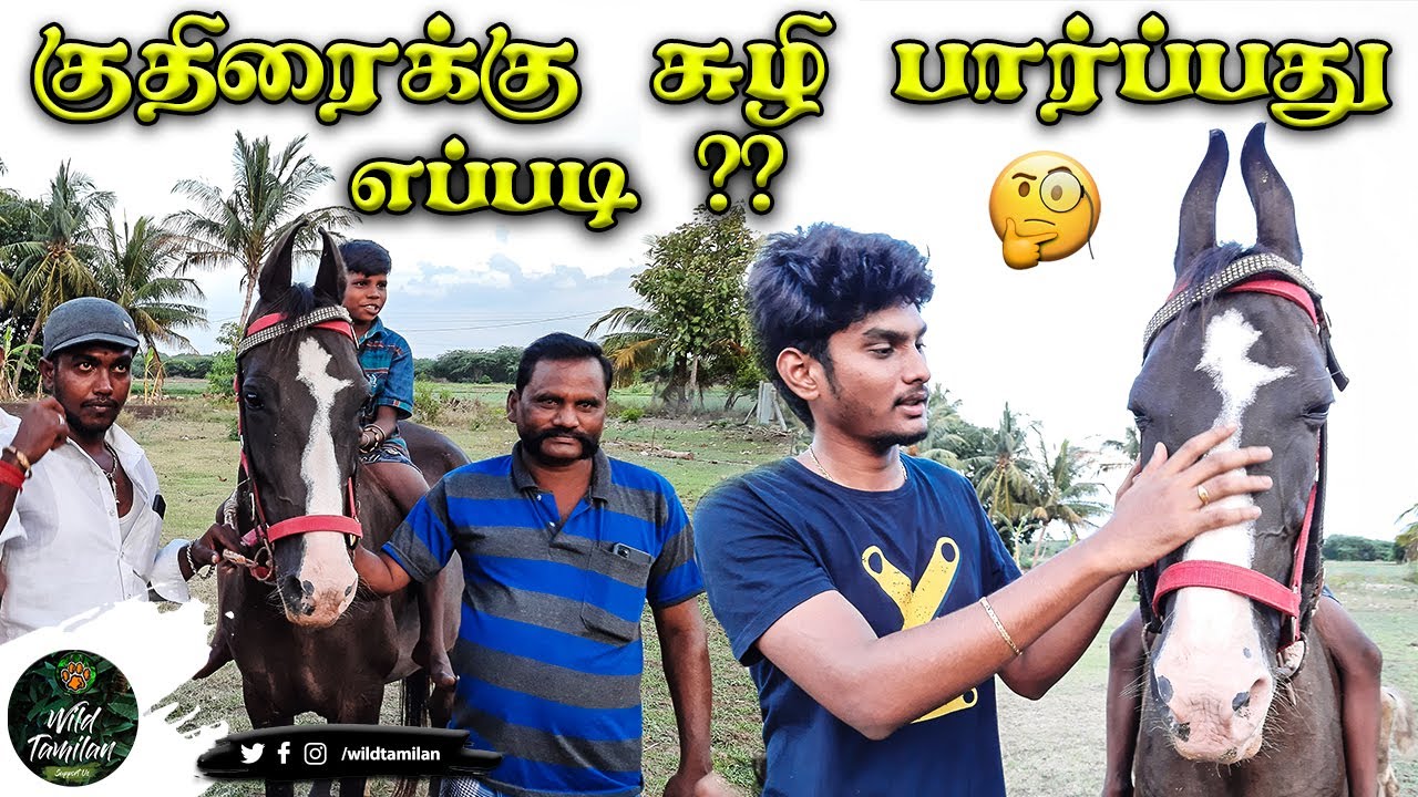 குதிரை வளர்ப்பு மற்றும் குதிரைக்கு சுழி பார்ப்பது எப்படி?? | How to Select a Horse | Wild Tamilan