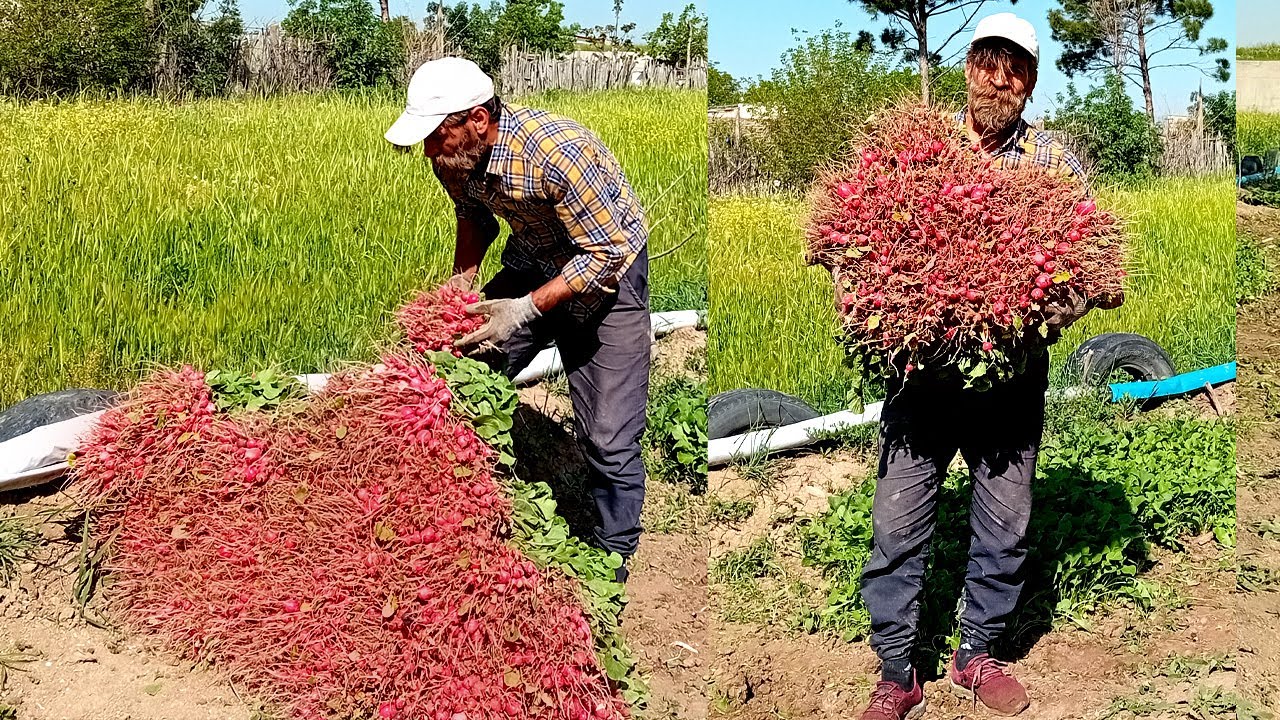 How to Maximize Your Radish Harvest