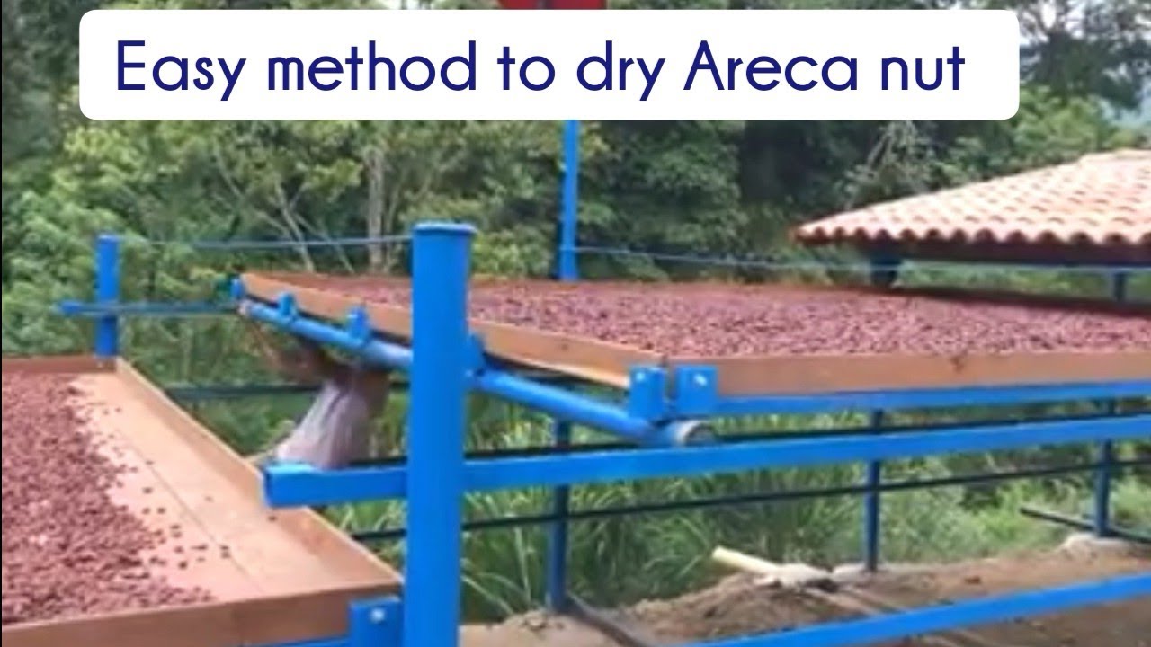 Arecanut drying