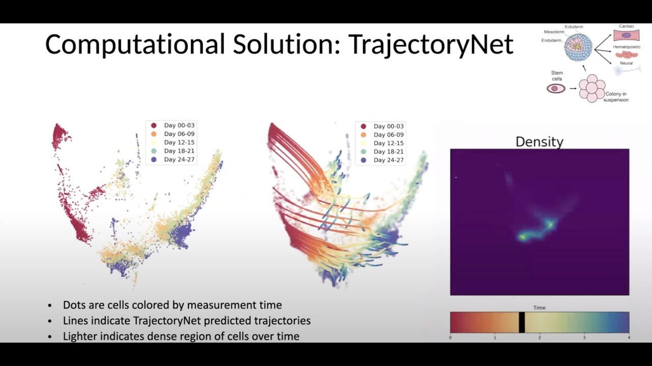 Alexander Tong speaks on Flow matching in cell trajectories & protein design (FSML Seminar 10)