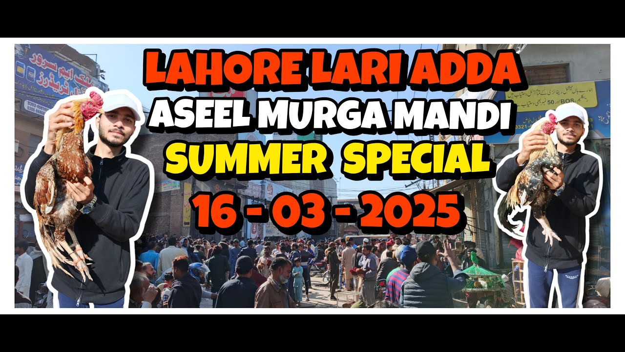 Lahore Aseel Murga Mandi || Lahore Lari Adda Aseel Murga Mandi 2025 || Lari Adda Aseel Market 2025