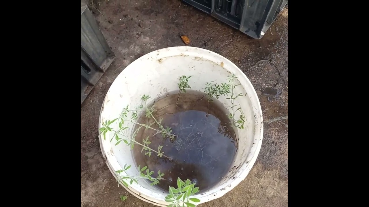 Transplanting lucerne trees into potting bags   Made with Clipchamp