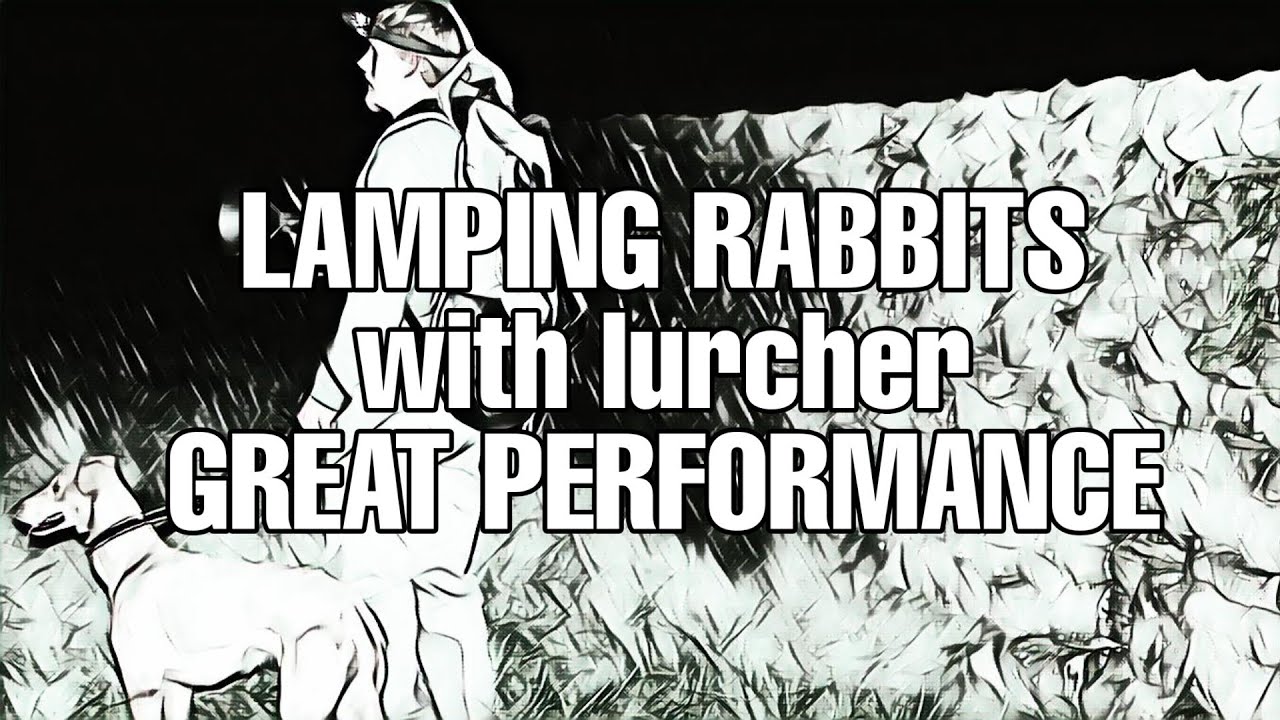 LAMPING RABBITS WITH LASS - A GREAT PERFORMANCE