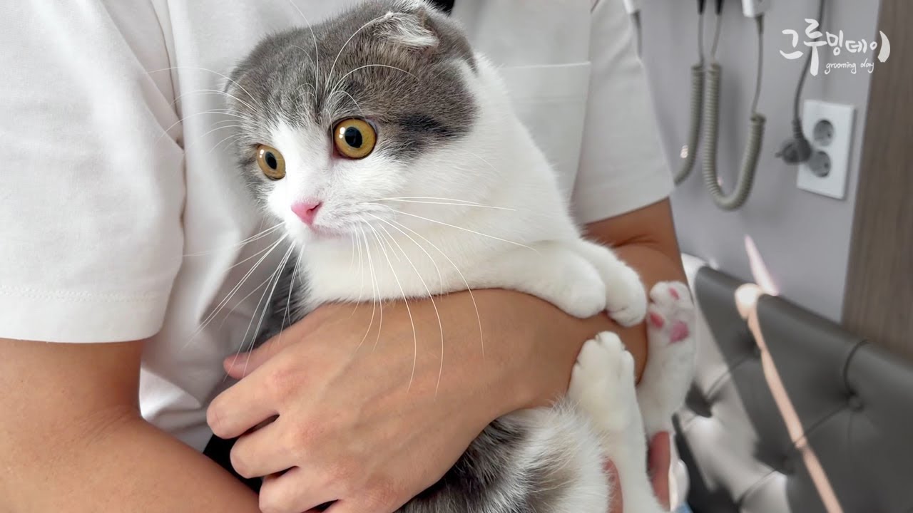 고양이를 안고 응급실로 뛰었어요