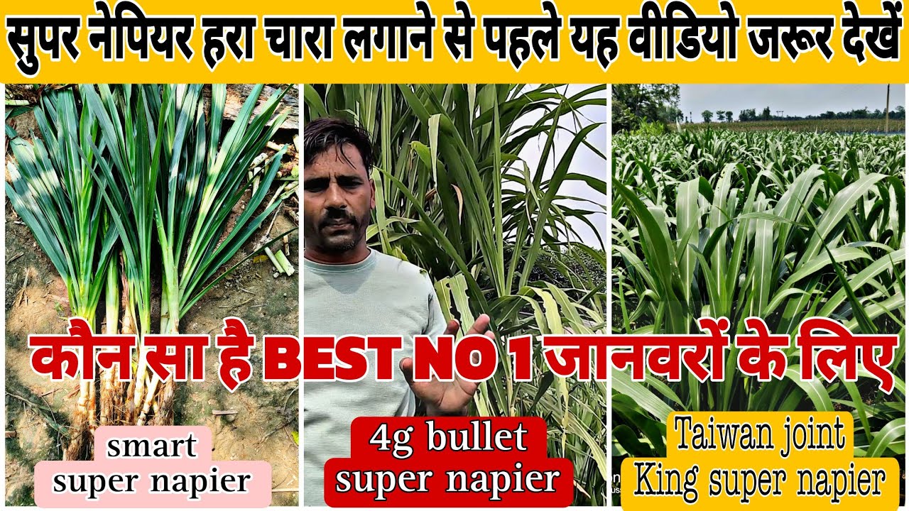 कौन सी वैराइटीज है सुपर नेपियर की सबसे बेस्ट / best super napier Grass / super napier Grass benefits