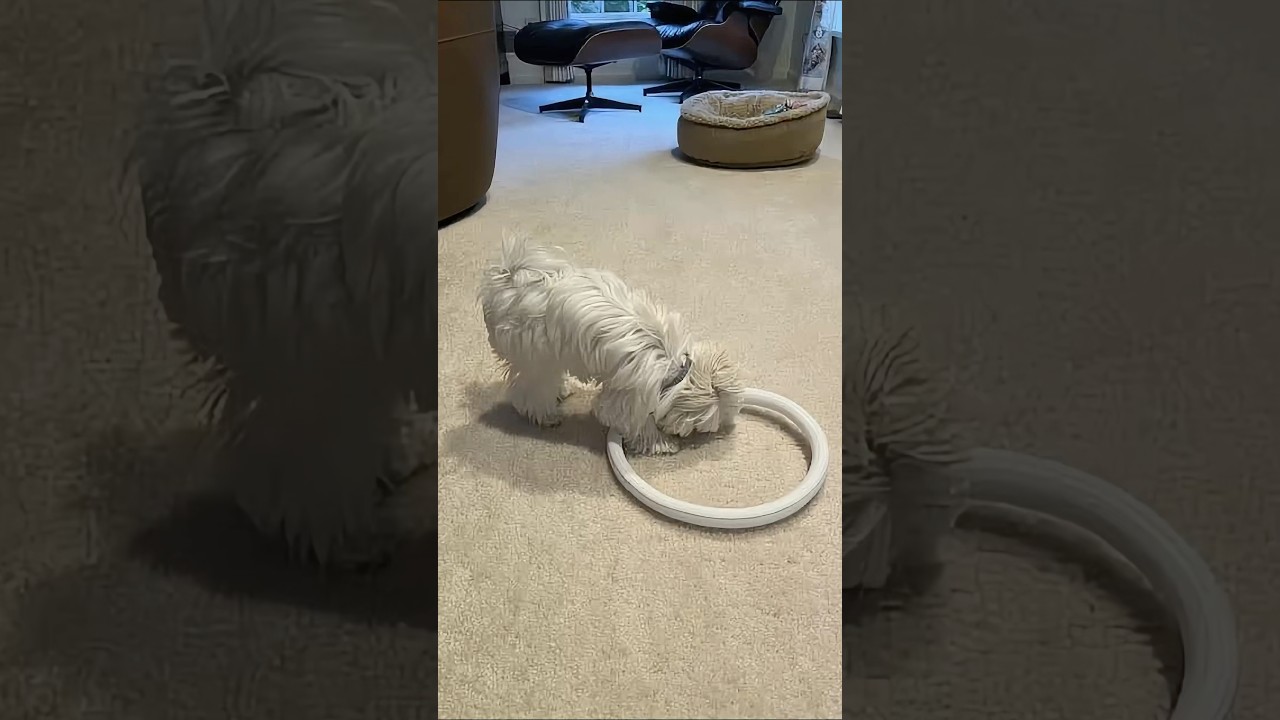 Protect cables with this cable sleeving . #cablemanagement #cableprotector#cableorganizer #desksetup