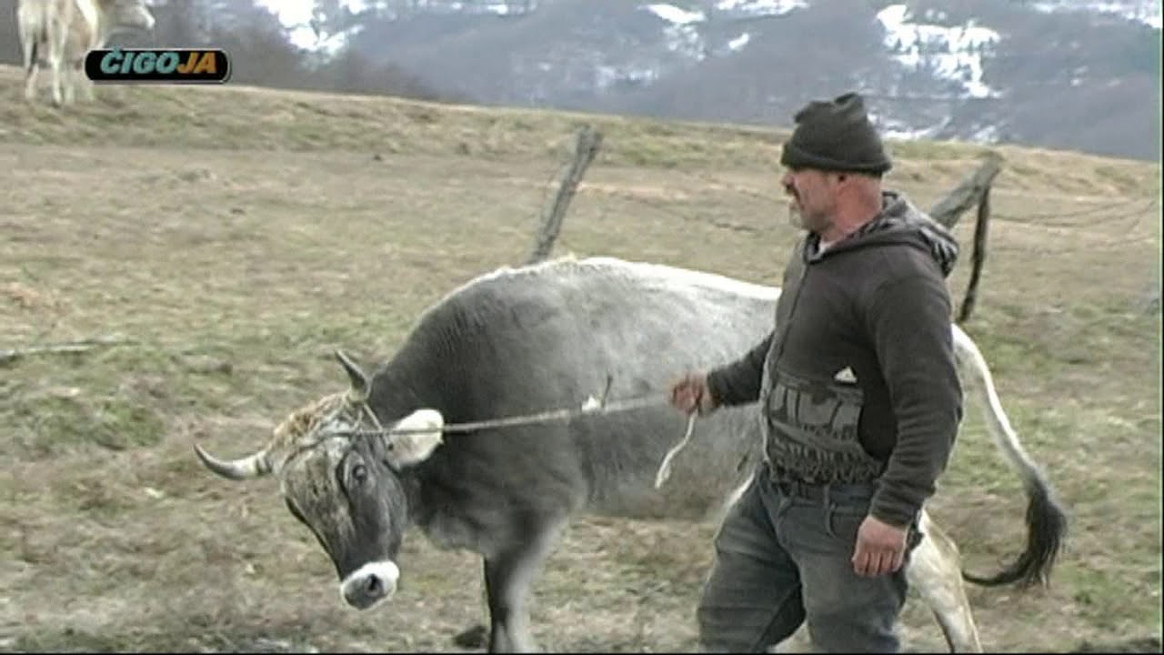Zmaj uhvatio Granovu Goricanima Dragon of Sipovo catching cows in nature 2019