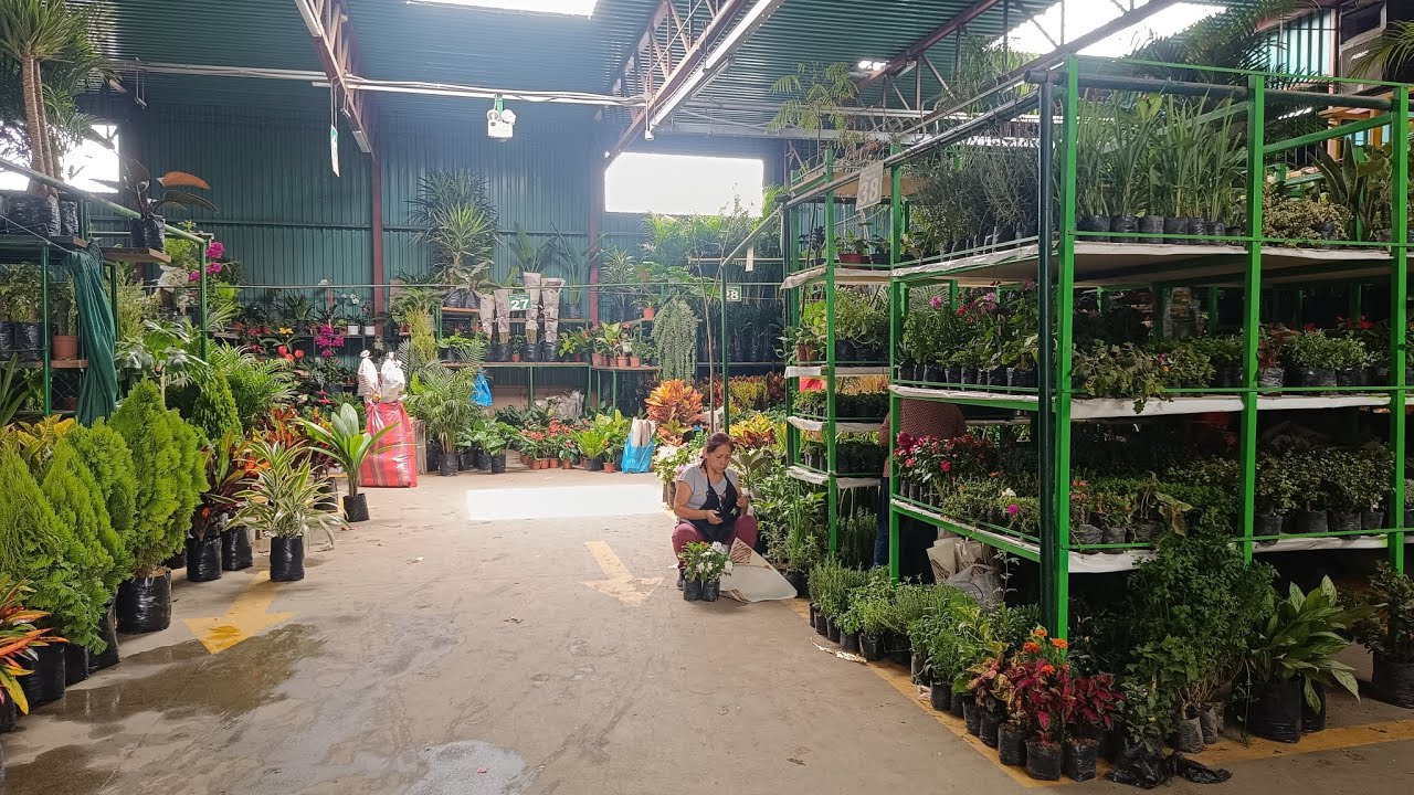 Puestos de cactus y suculentas en el mercado de Piedra Liza - Acho - Lima - Perú