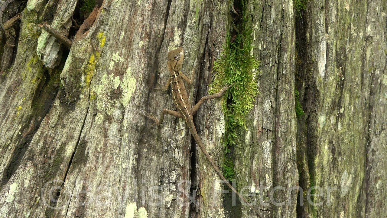 Emma Gray&rsquo;s Forest lizard, Malaysia. 20221224_155359.uhd