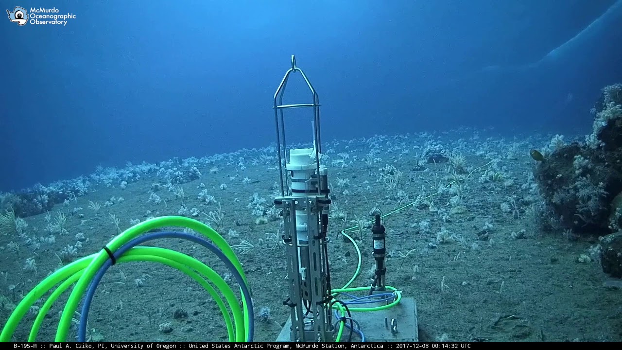 Underwater Site Tour, Antarctica - MOO Antarctica