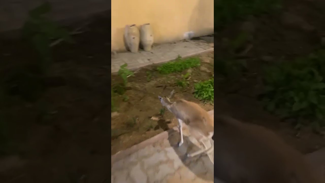 Dear At home انثى الريم ما شاء الله تبارك الرحمن