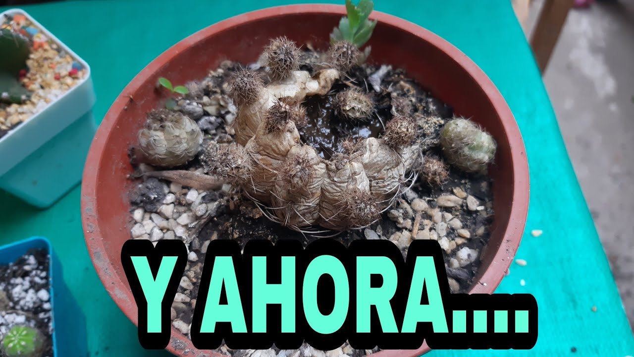 SE ME PUDRIÓ UN CACTUS 🌵 QUE HAGO