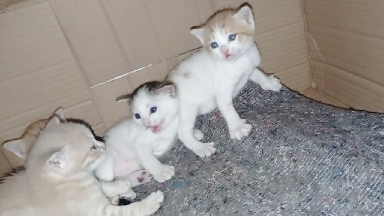 Yavru Kedilere Hiç kimse Zarar Veremeyecek Burası Güvenli
